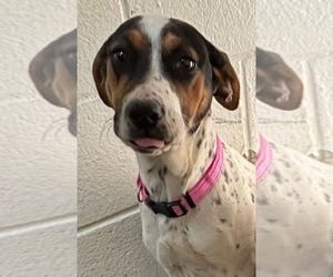 Mutt Dogs for adoption in Rustburg, VA, USA