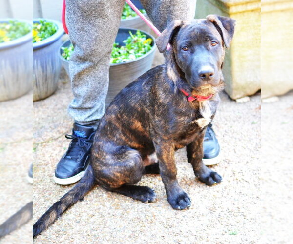 Medium Photo #1 Labrador Retriever-Unknown Mix Puppy For Sale in Germanton, TN, USA