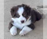Small #5 Miniature Australian Shepherd