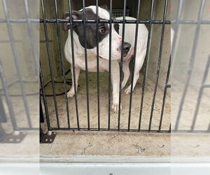 Mutt Dog for Adoption in St. Cloud, Florida USA