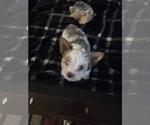 Small #2 Yorkshire Terrier
