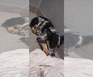 Australian Shepherd-Unknown Mix Dogs for adoption in Las Vegas, NV, USA