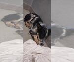 Small Australian Shepherd Mix