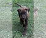 Small #3 Great Dane