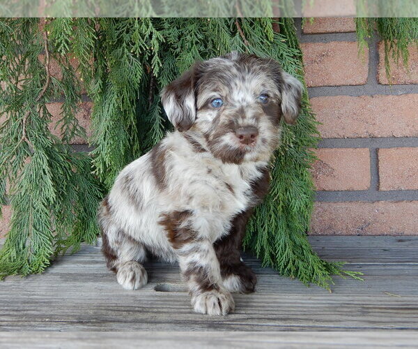 Medium Photo #10 Labradoodle Puppy For Sale in MILLERSBURG, OH, USA