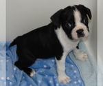 Puppy Socket Boston Terrier