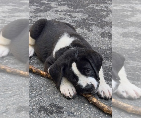 Medium Photo #10 Cane Corso-Saint Bernard Mix Puppy For Sale in WORCESTER, MA, USA