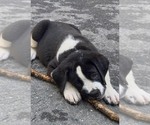 Small #9 Cane Corso-Saint Bernard Mix