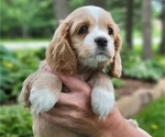 Small Photo #14 Cocker Spaniel Puppy For Sale in WITHEE, WI, USA