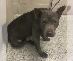 Mutt Dogs for adoption in Conroe, TX, USA