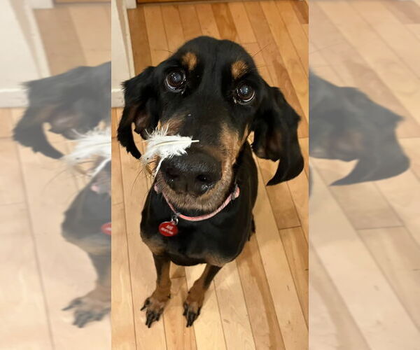 Medium Photo #2 Coonhound Puppy For Sale in Bellingham, WA, USA