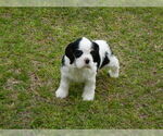 Small Photo #3 Cocker Spaniel Puppy For Sale in BEECH ISLAND, SC, USA