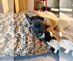 Small #8 German Shepherd Dog