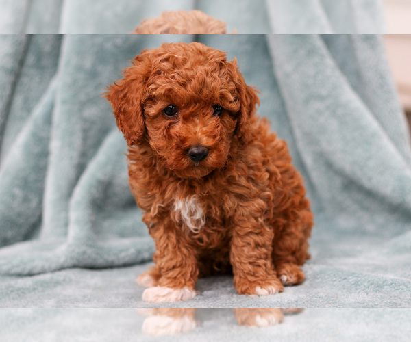 Medium Photo #2 Poodle (Miniature) Puppy For Sale in NAPPANEE, IN, USA