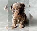 Small Photo #3 YorkiePoo Puppy For Sale in AQUILLA, TX, USA
