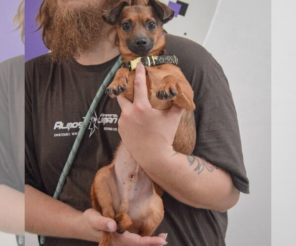 Medium Photo #4 Chiweenie Puppy For Sale in Huntley, IL, USA