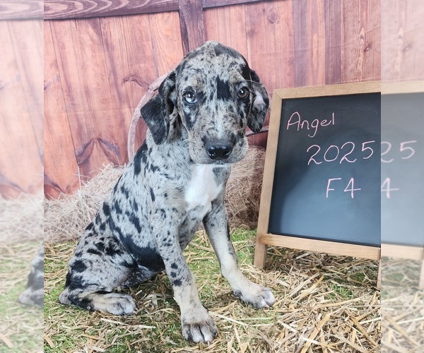 Medium Photo #9 Catahoula Leopard Dog Puppy For Sale in CUMBY, TX, USA