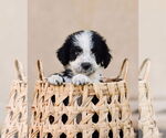 Small #2 Border Collie Mix