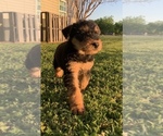 Small Photo #3 Airedale Terrier Puppy For Sale in JOSHUA, TX, USA