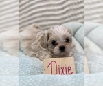 Small Photo #6 Poodle (Miniature)-Zuchon Mix Puppy For Sale in HTFD, CT, USA