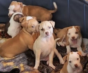 American Pit Bull Terrier-Chihuahua Mix Puppy for sale in OCEANSIDE, CA, USA