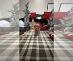 Small Photo #20 Golden Retriever Puppy For Sale in LAKELAND, FL, USA
