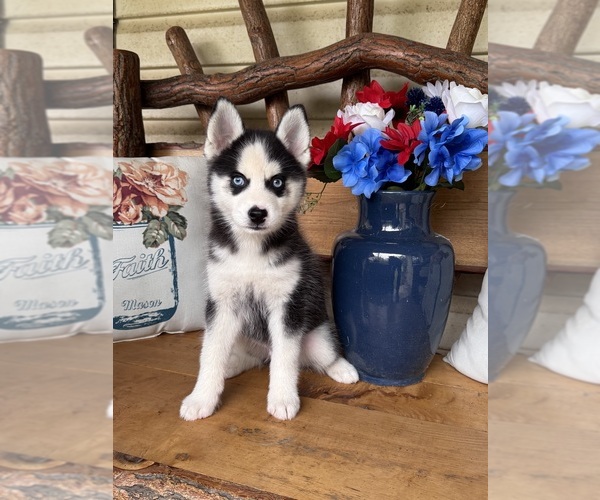 Medium Photo #3 Pomsky Puppy For Sale in VENUS, PA, USA
