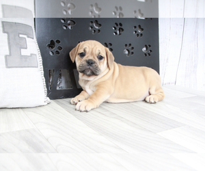 English Bulldog-Pug Mix Puppy for sale in MARIETTA, GA, USA