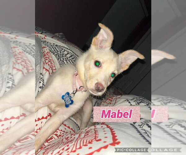 Medium Photo #1 Siberian Husky-Unknown Mix Puppy For Sale in Springdale, PA, USA