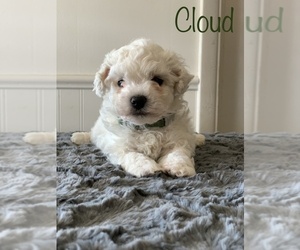 Bichon Frise Puppy for sale in WOODLAKE, CA, USA