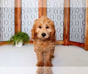 Goldendoodle Puppy for sale in NAPLES, FL, USA
