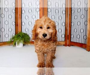 Medium Goldendoodle