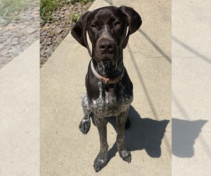 German Shorthaired Pointer Puppy for sale in WESTMINSTER, CO, USA