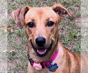 Labrador Retriever-Retriever  Mix Dogs for adoption in Canton, CT, USA