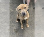 Small Mutt