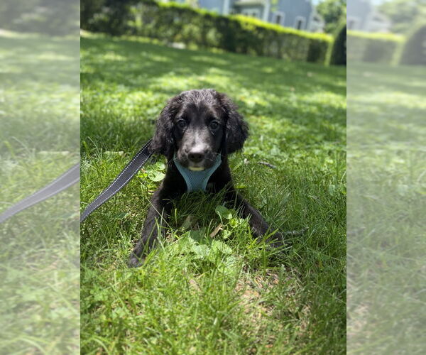 Medium Photo #5 Labbe Puppy For Sale in Brewster, NY, USA
