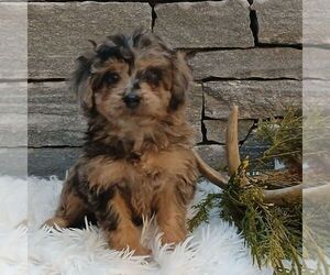 Poodle (Miniature) Puppy for sale in GORDONVILLE, PA, USA