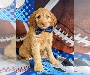 Goldendoodle (Miniature) Puppy for sale in NOTTINGHAM, PA, USA