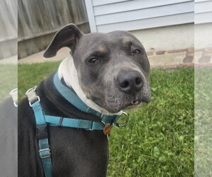 Gayle - Female Mutt Dog for Adoption - Photo #9