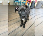Small Boxer Mix