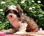 Small #4 Cava-Tzu