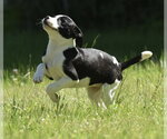 Small Shepradors