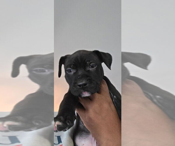 Medium Photo #2 American Pit Bull Terrier Puppy For Sale in CHARLOTTE, NC, USA