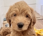 Puppy 1 Labradoodle-Poodle (Miniature) Mix