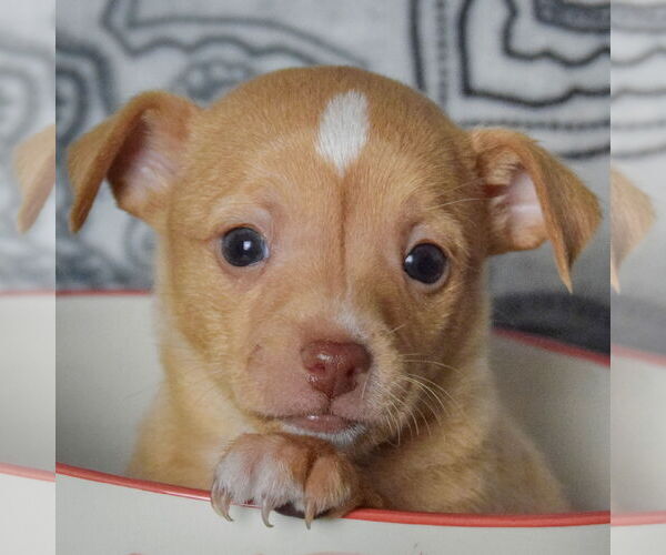 Medium Photo #5 Chiweenie Puppy For Sale in Huntley, IL, USA