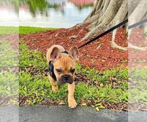 French Bulldog Puppy for sale in BOYNTON BEACH, FL, USA