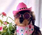 Small #1 Schnoodle (Miniature)