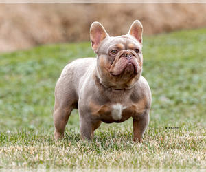Father of the French Bulldog puppies born on 05/12/2025