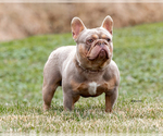 Small Photo #1 French Bulldog Puppy For Sale in BREMEN, IN, USA