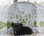 Small Photo #36 Chihuahua Puppy For Sale in HAYES, VA, USA